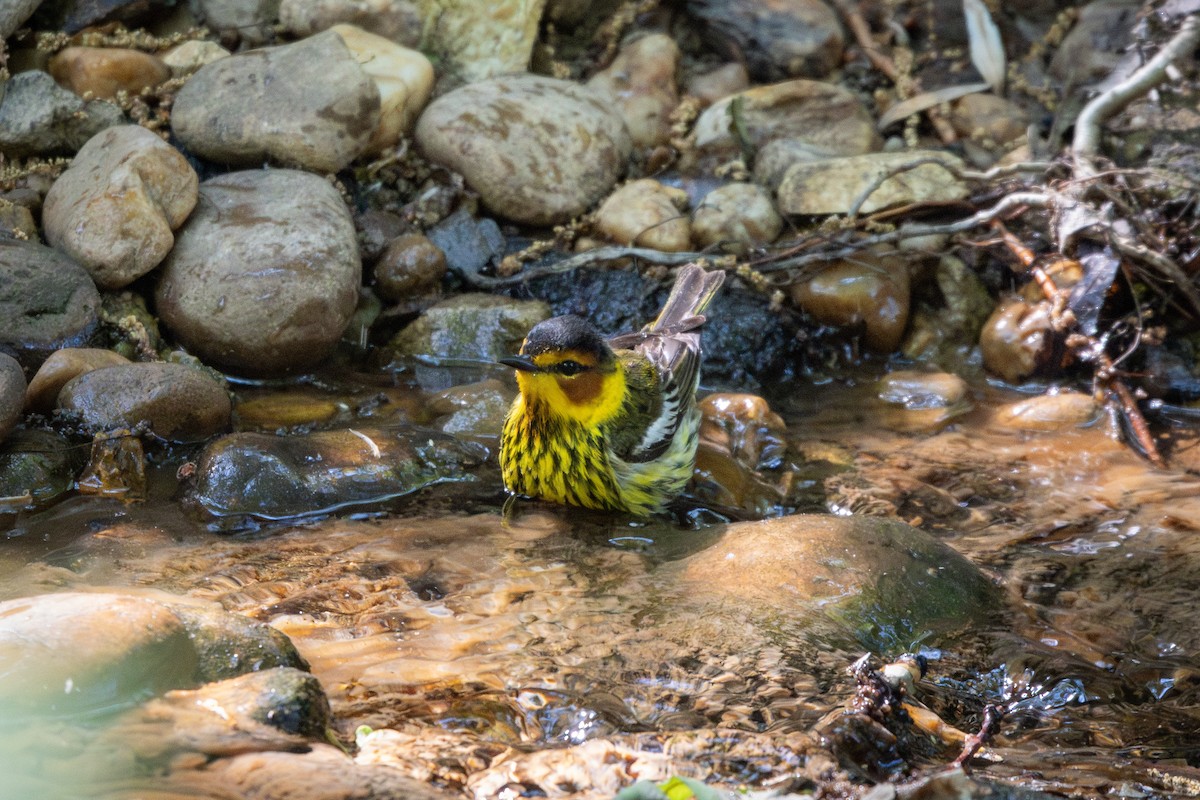 Cape May Warbler - ML634834590