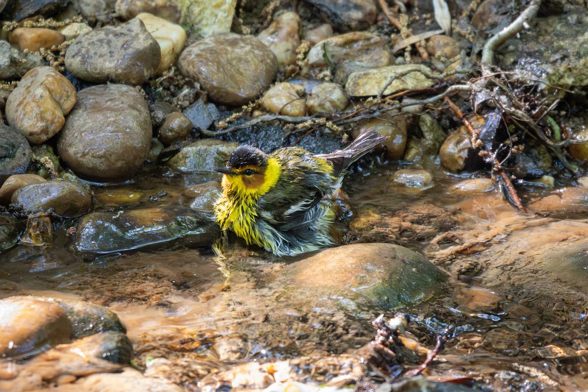 Cape May Warbler - ML634834609