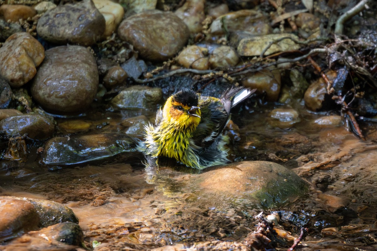 Cape May Warbler - ML634834611