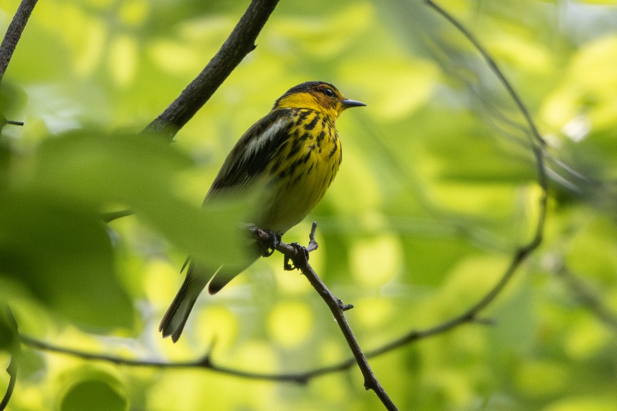 Cape May Warbler - ML634834626