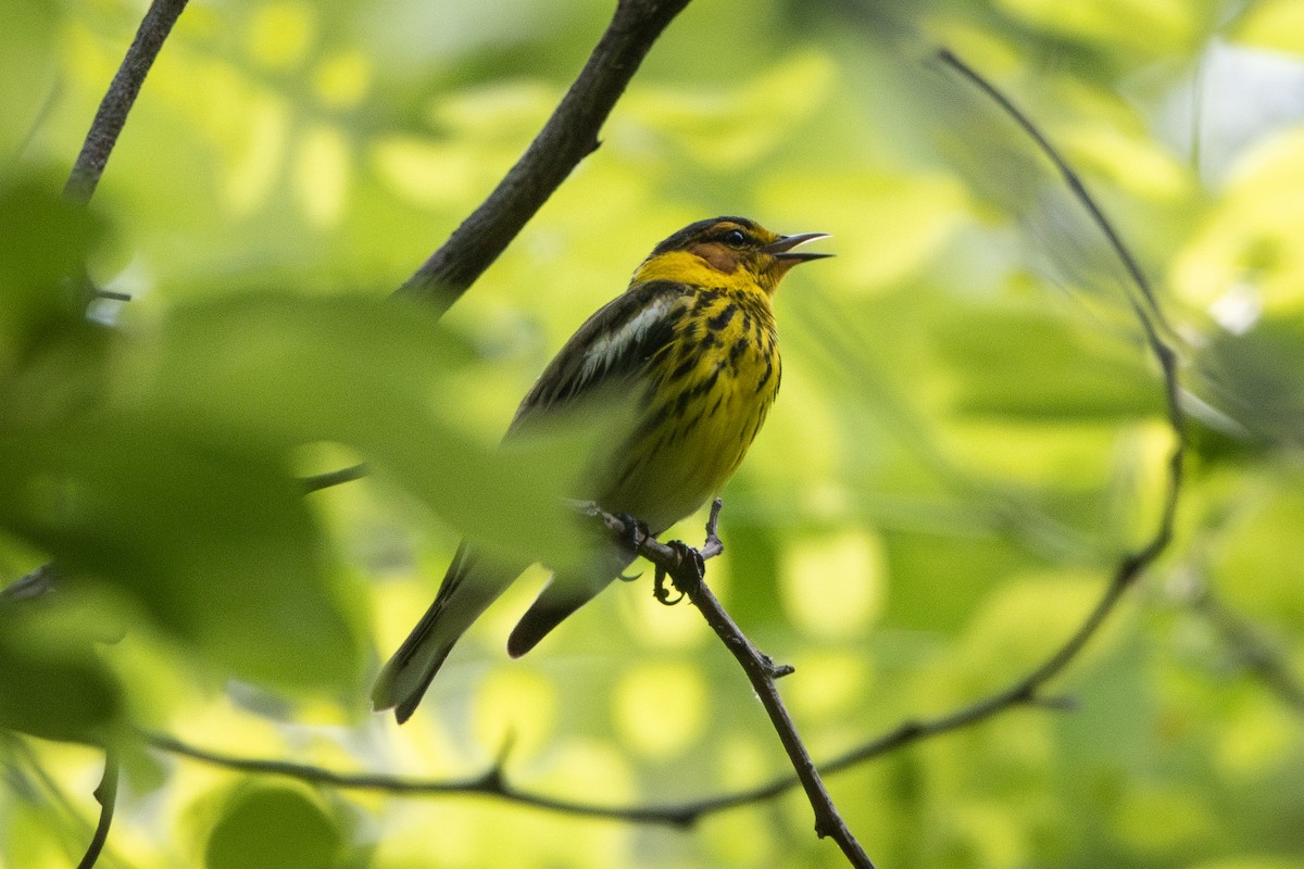 Cape May Warbler - ML634834633