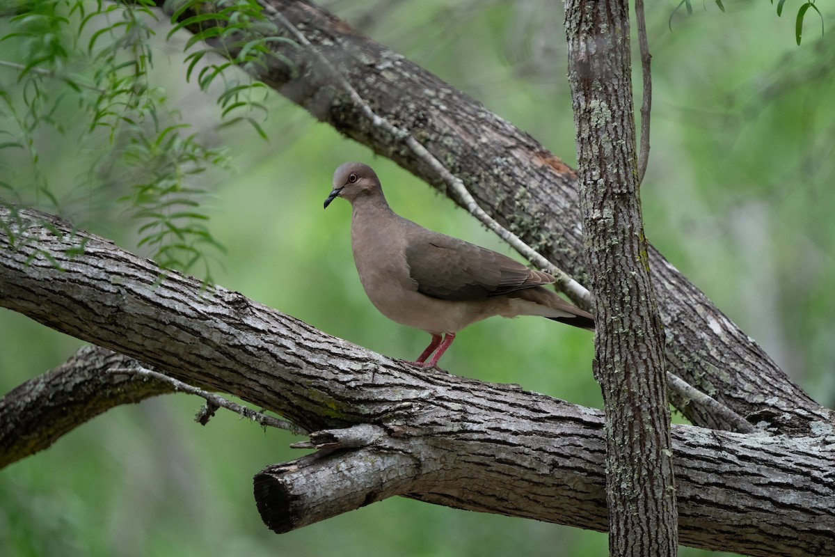 White-tipped Dove - ML634834662