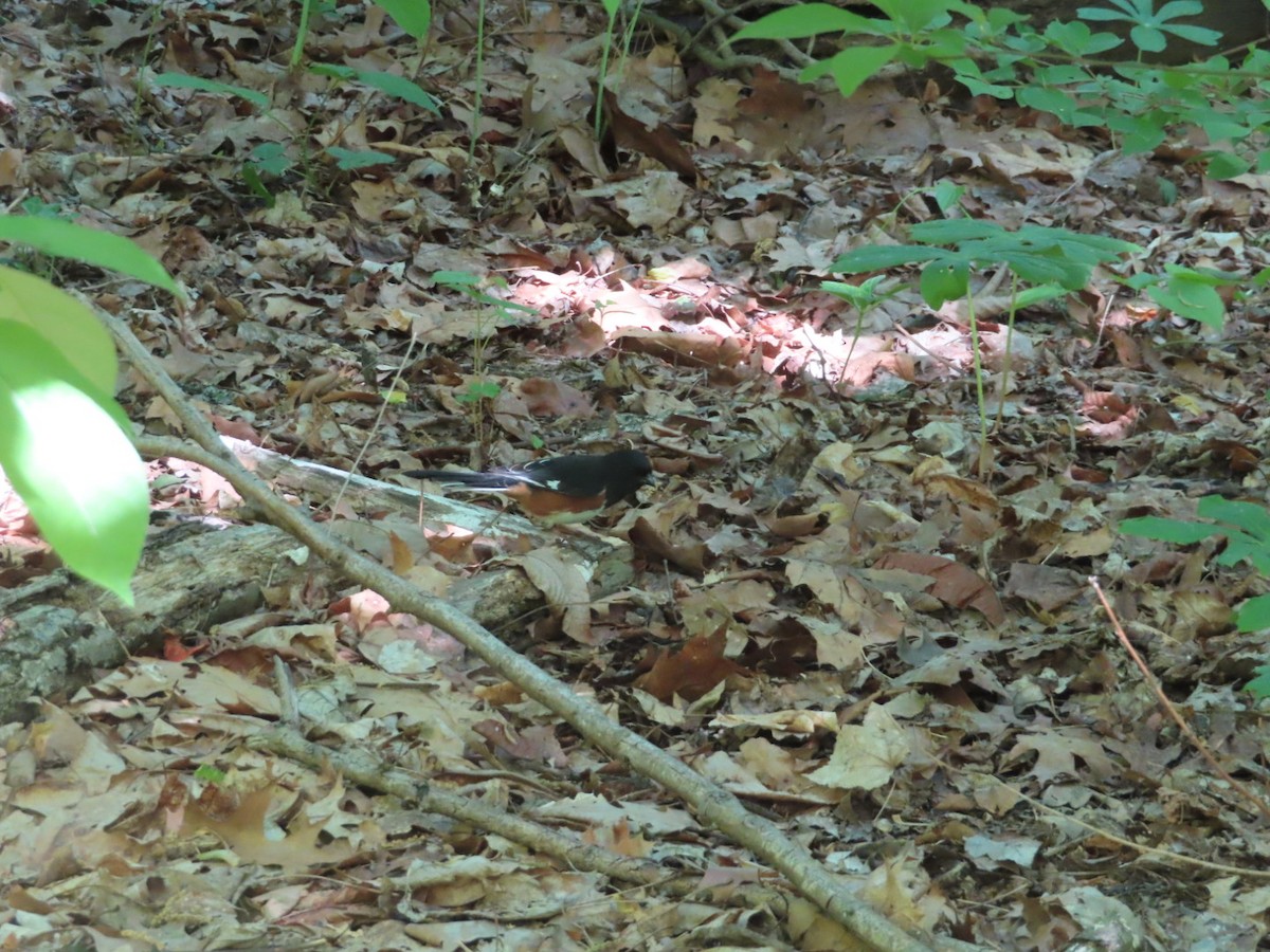 Eastern Towhee - ML634834755