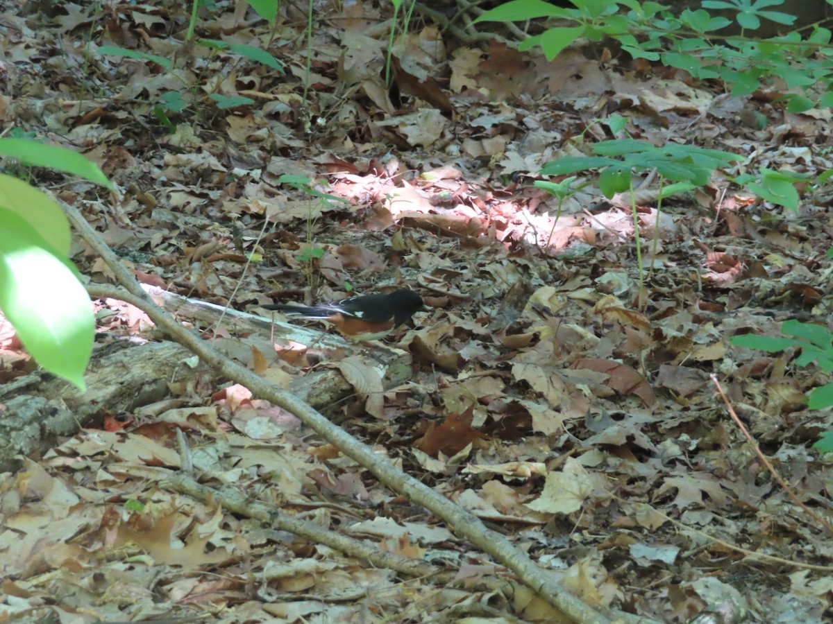 Eastern Towhee - ML634834756