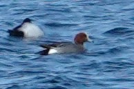 Fischione - ML634834876