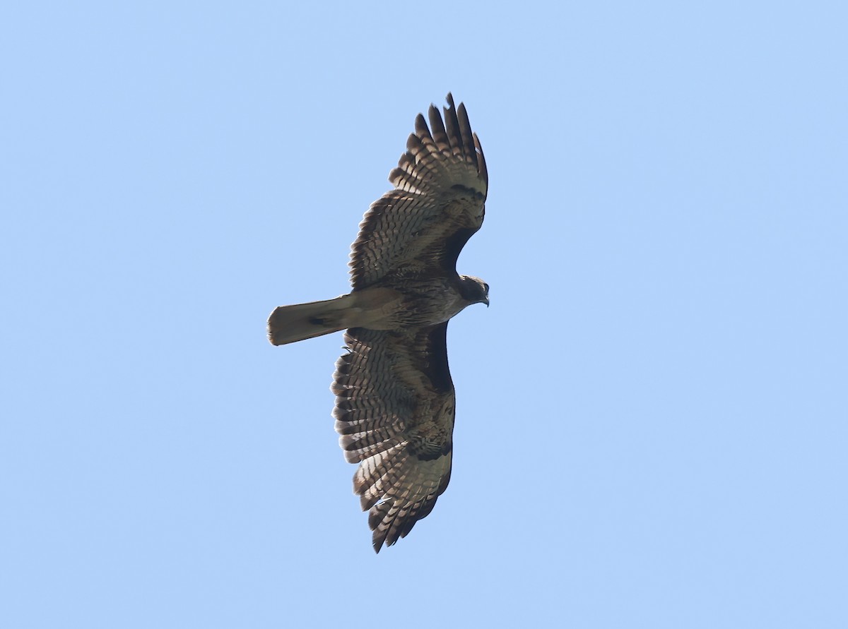 Buse à queue rousse (calurus/alascensis) - ML634835227