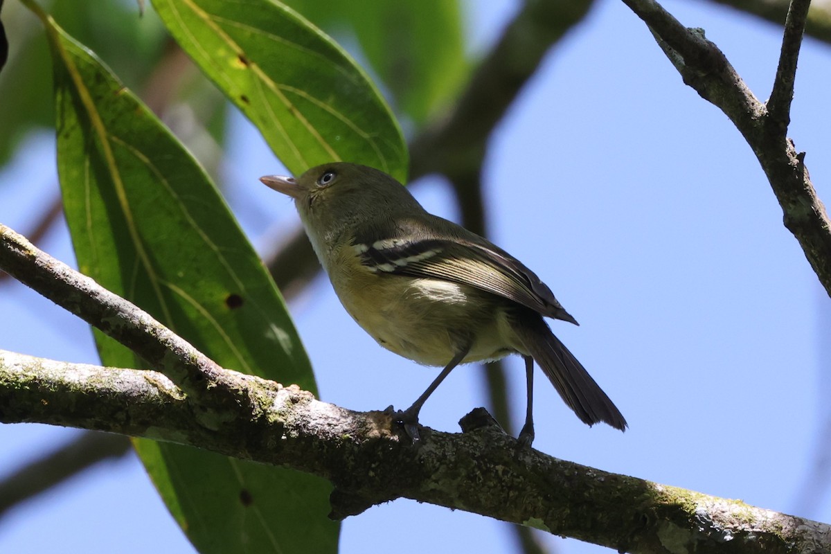 Jamaican Vireo - ML634835232