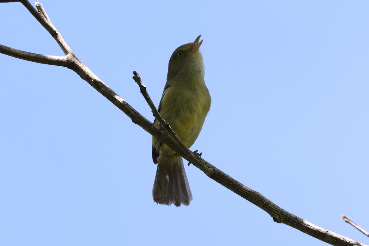Jamaican Vireo - ML634835233