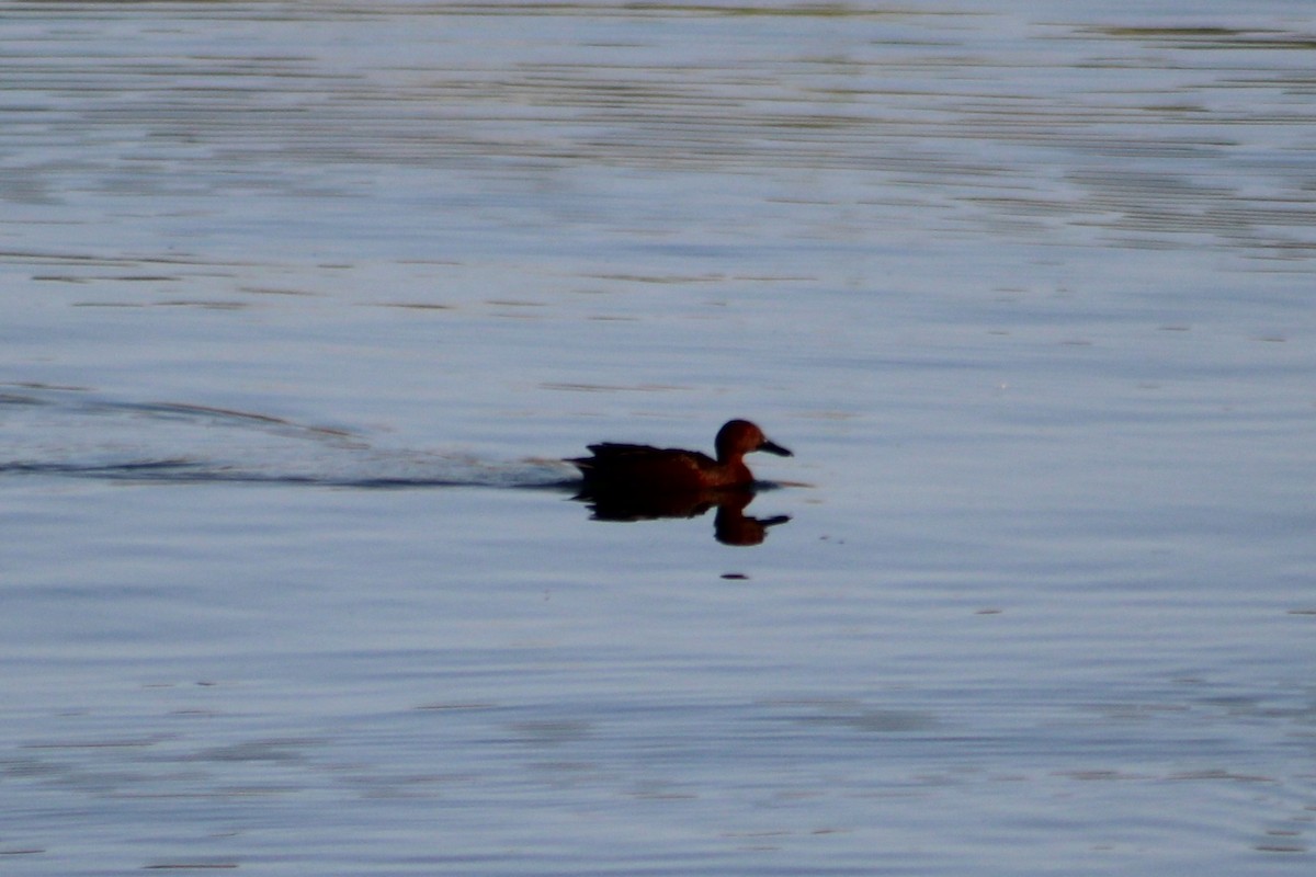 Cinnamon Teal - ML634835280