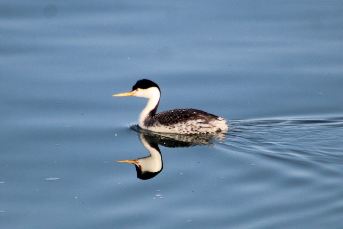 Clark's Grebe - ML634835288