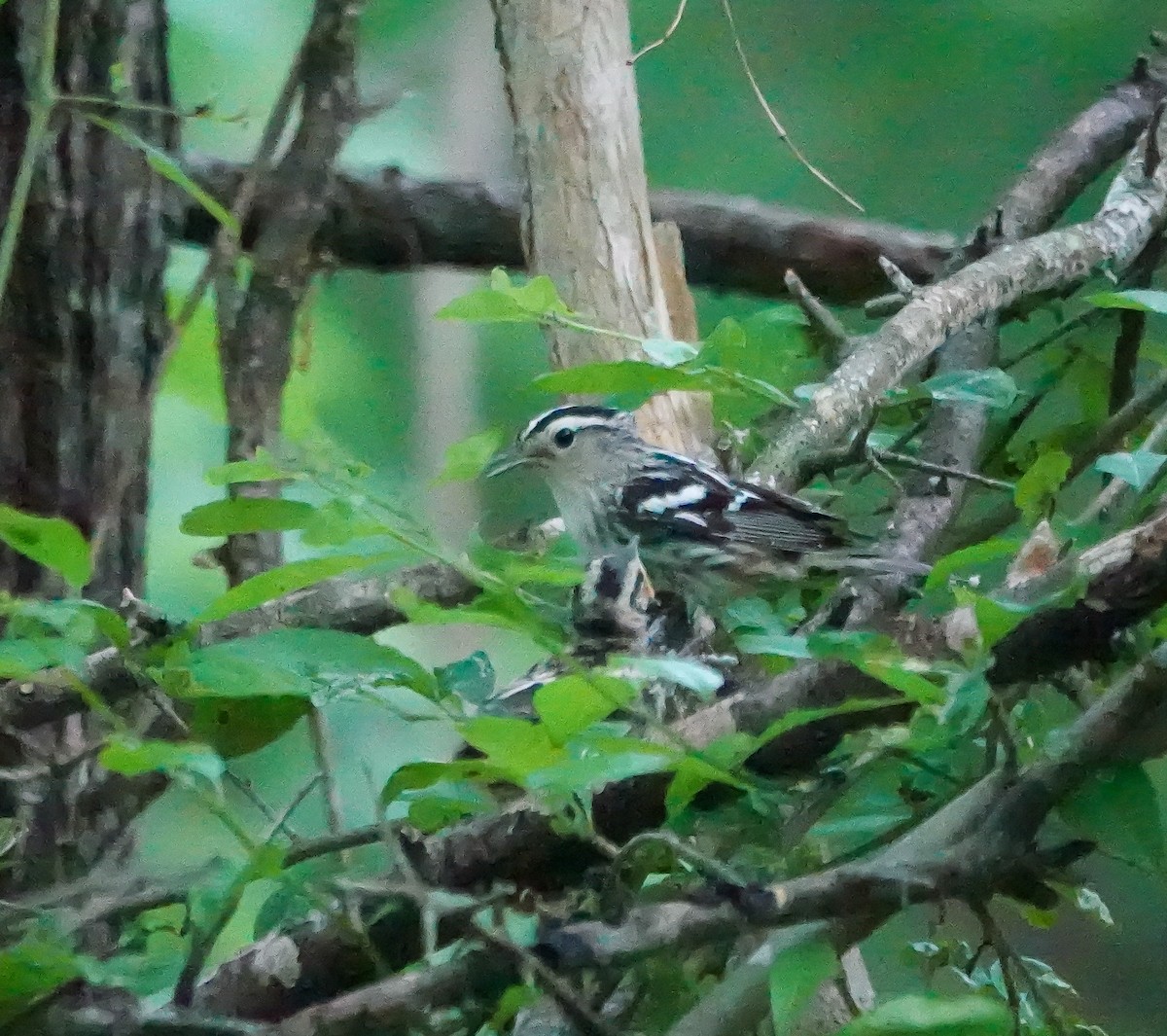 Black-and-white Warbler - ML634835289