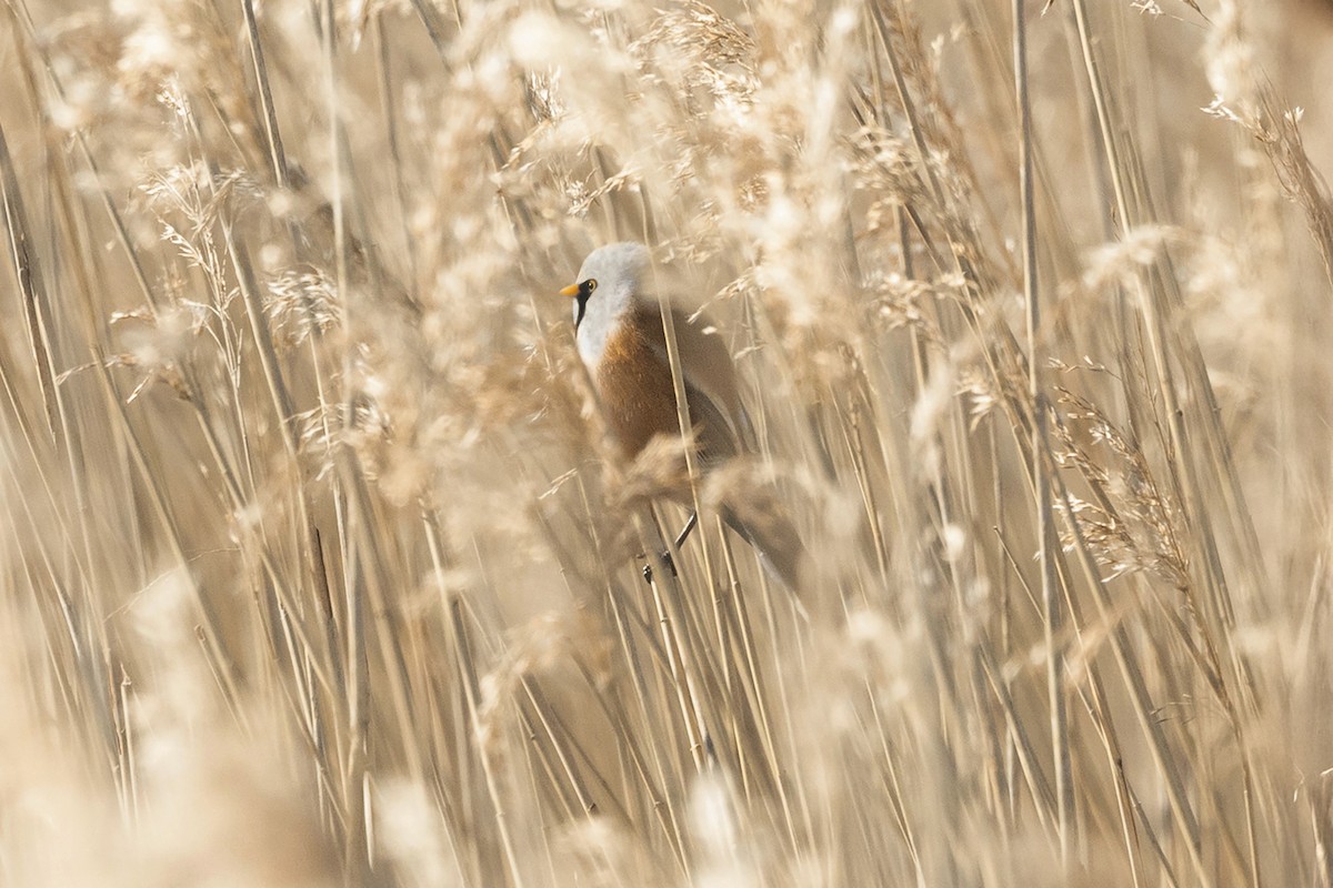 Bearded Reedling - ML634835573