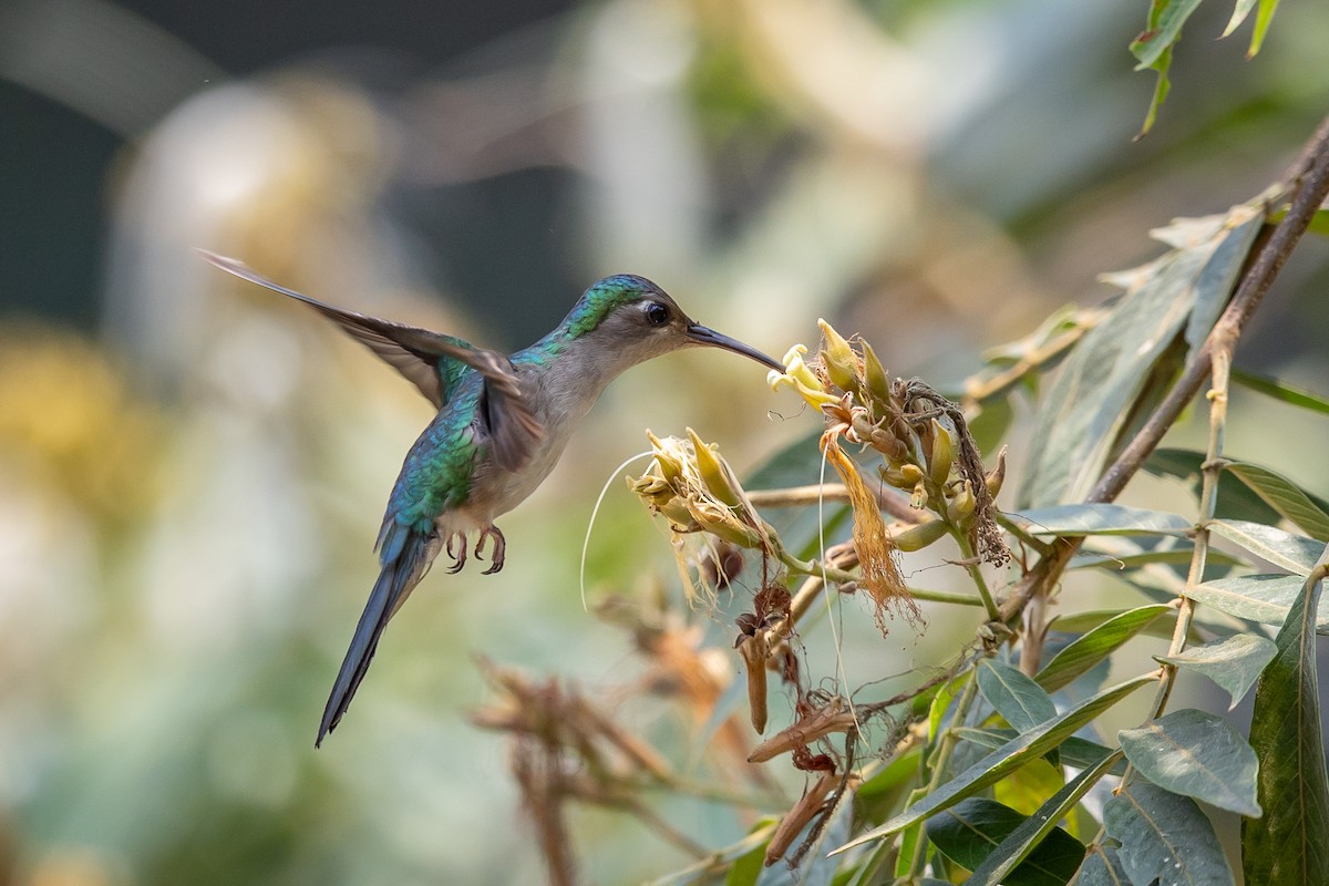 Wedge-tailed Sabrewing - ML634835626