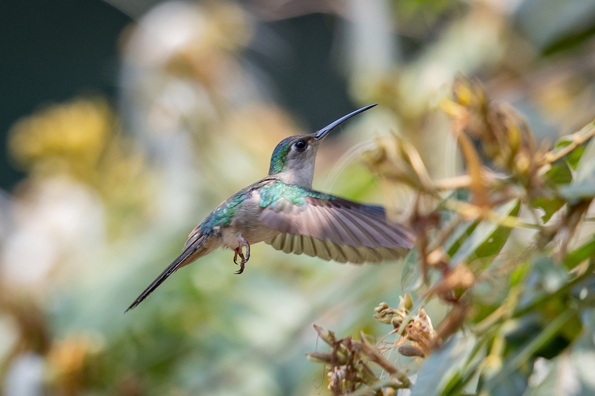 Wedge-tailed Sabrewing - ML634835627
