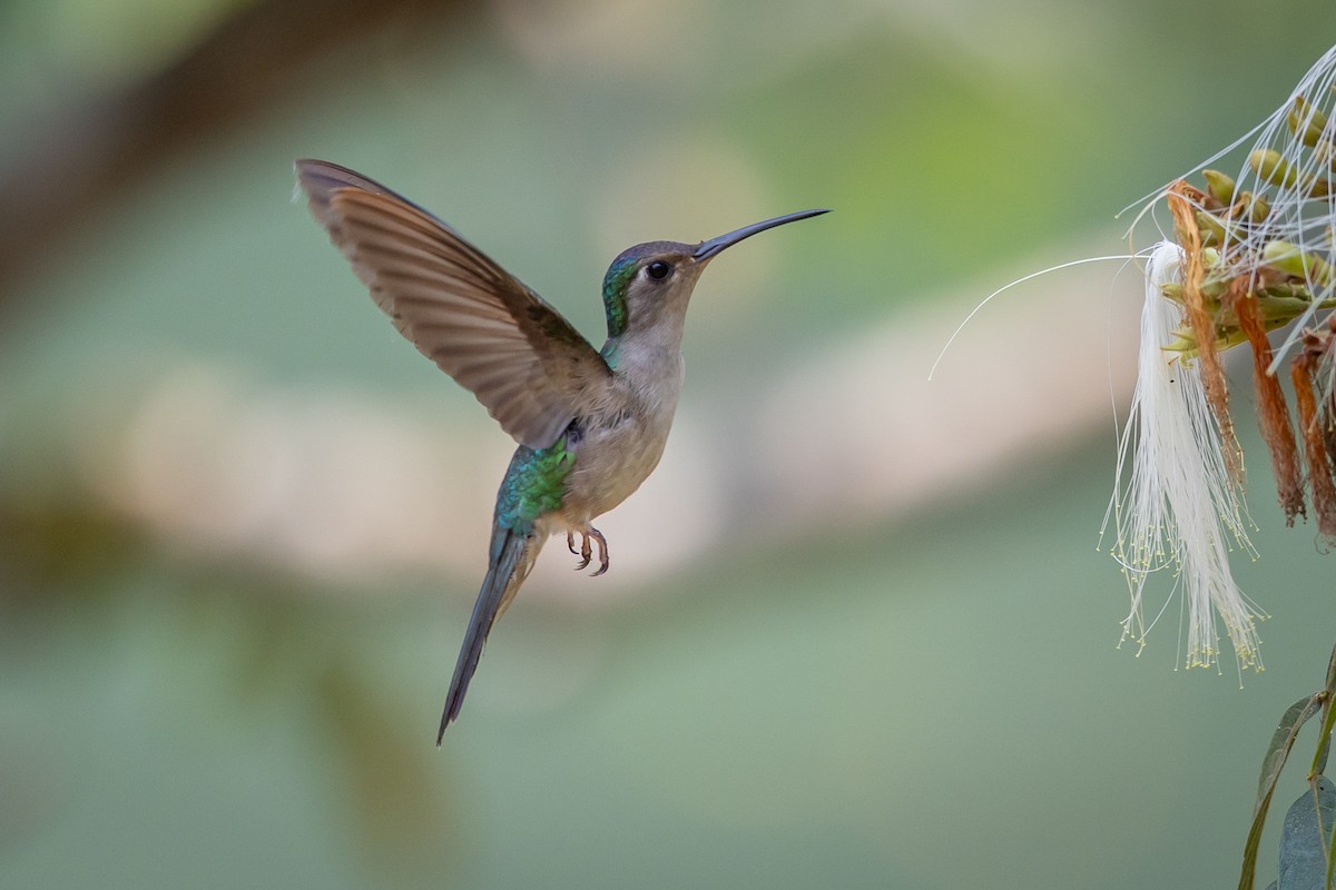 Wedge-tailed Sabrewing - ML634835628