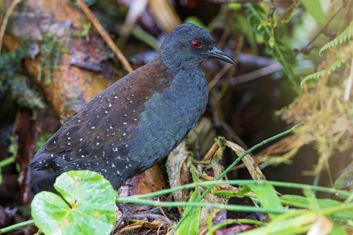 Galapagos Rail - Dušan Brinkhuizen