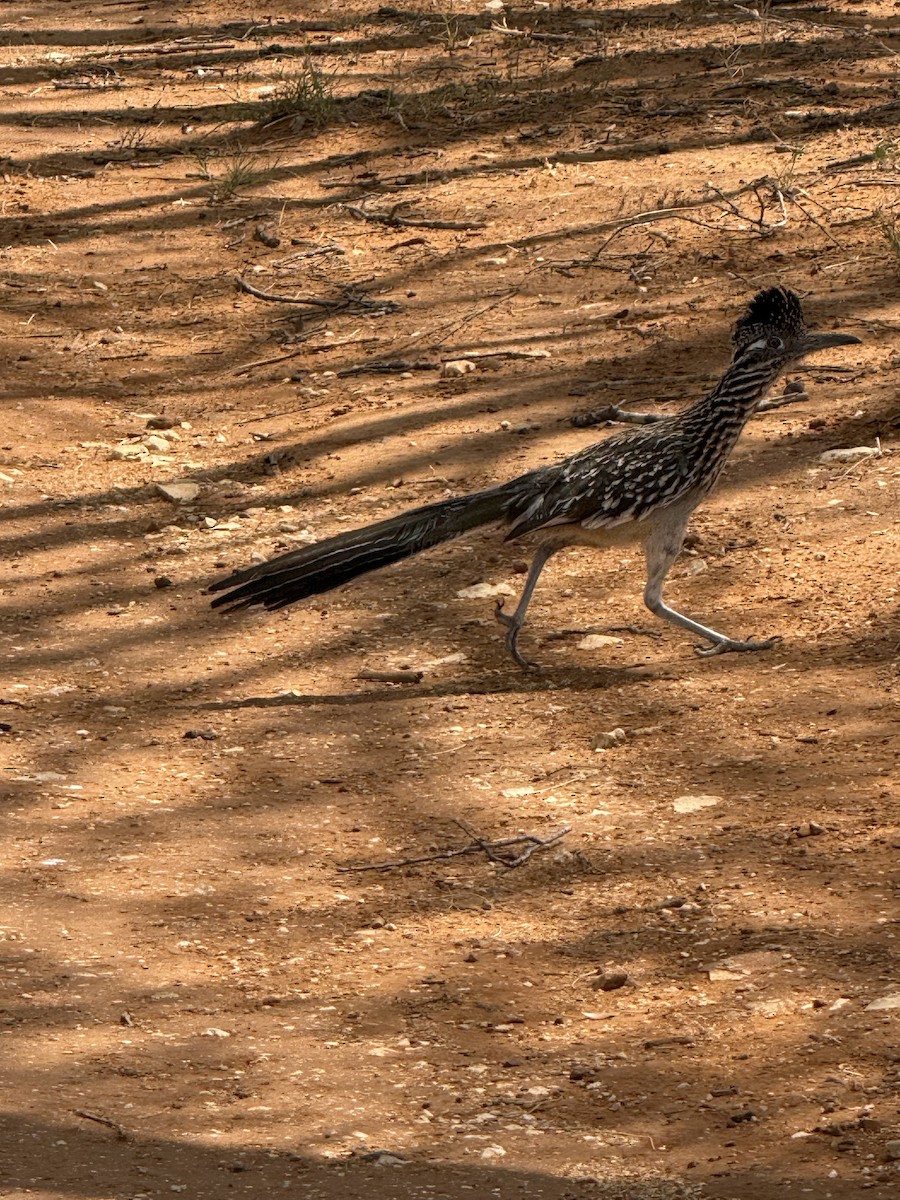 Greater Roadrunner - ML634835727