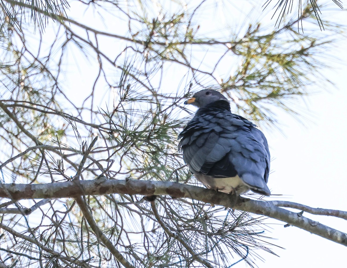 Bandtaube - ML634835861