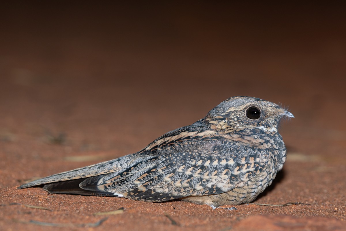 Spotted Nightjar - ML634835896