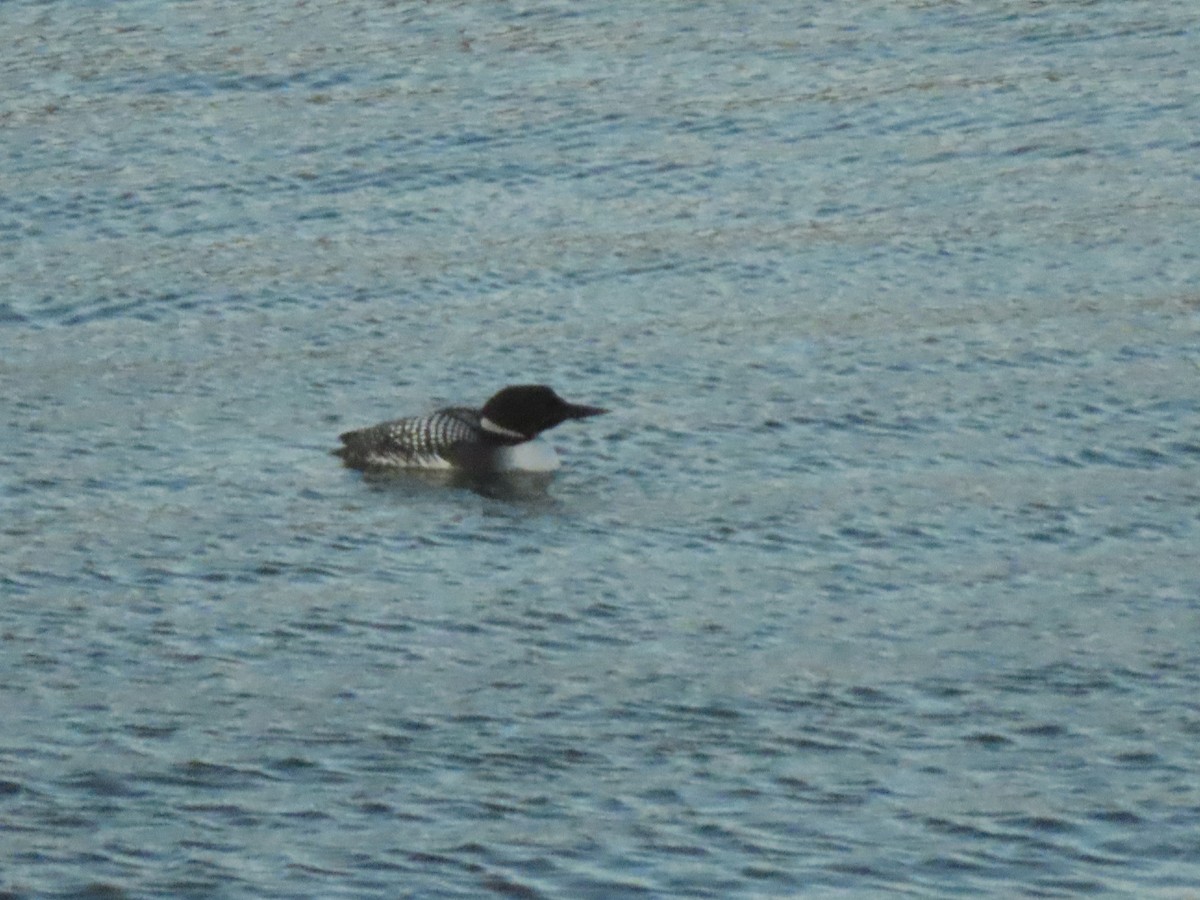 Common Loon - ML634836392