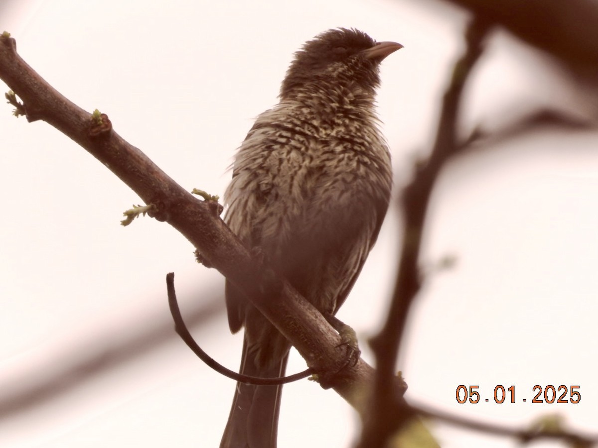 Palmchat - ML634836484