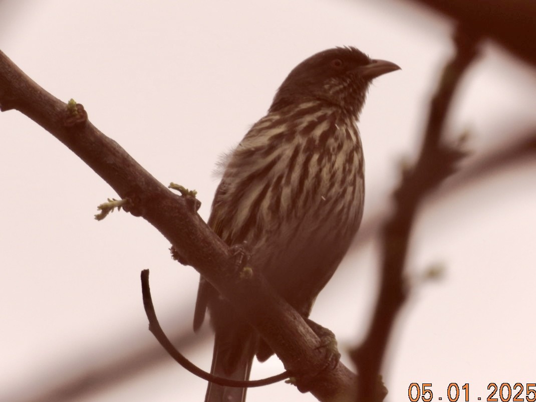 Palmchat - ML634836485