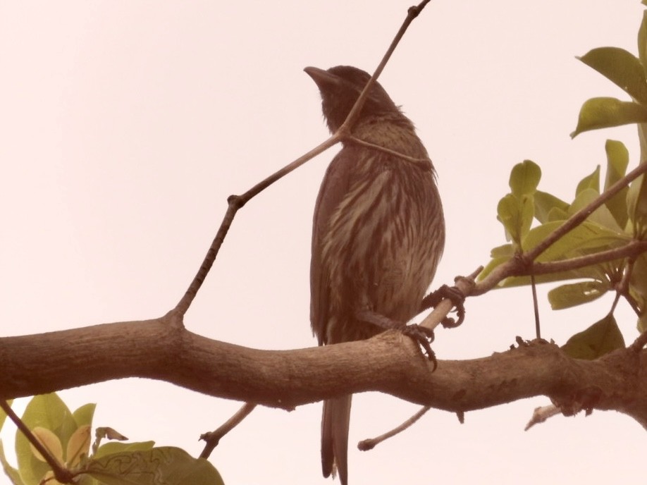 Palmchat - ML634836486