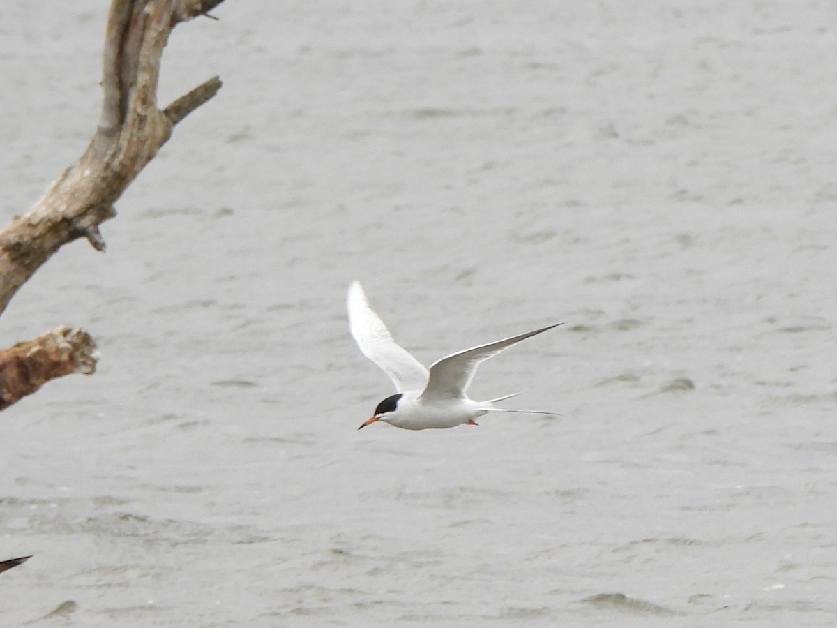 Forster's Tern - ML634836558