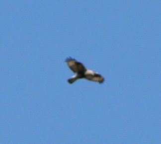 Rough-legged Hawk - ML63483661