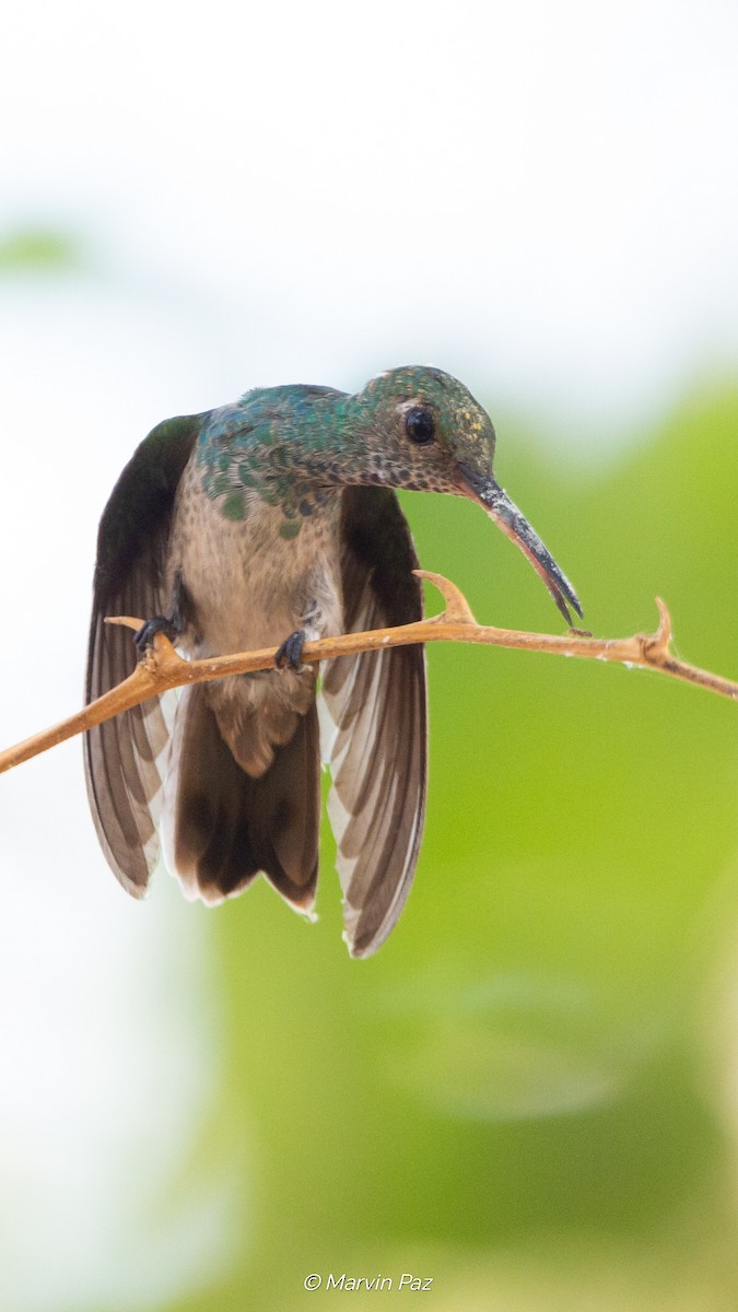 Honduran Emerald - ML634836689