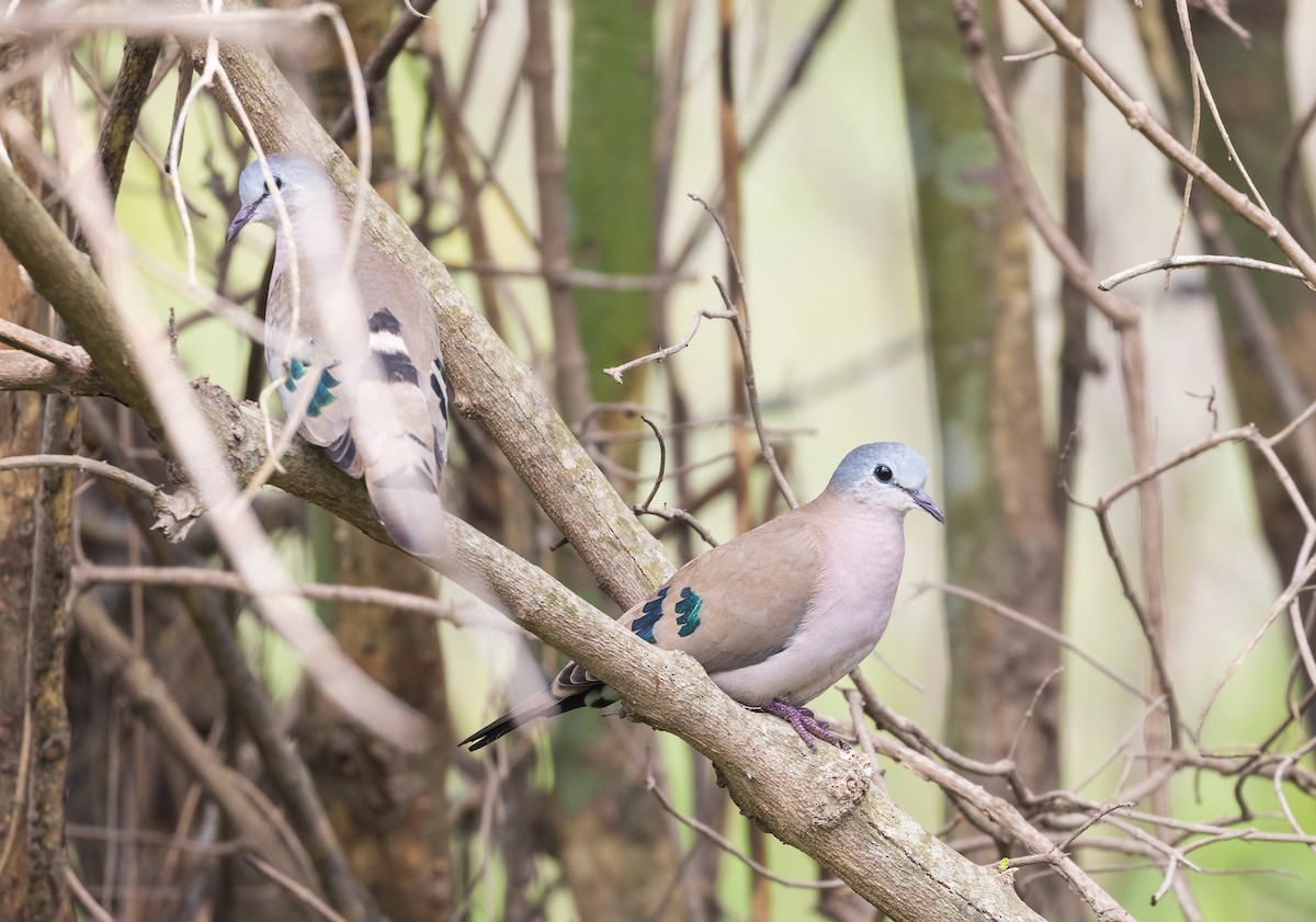 Emerald-spotted Wood-Dove - ML634836714