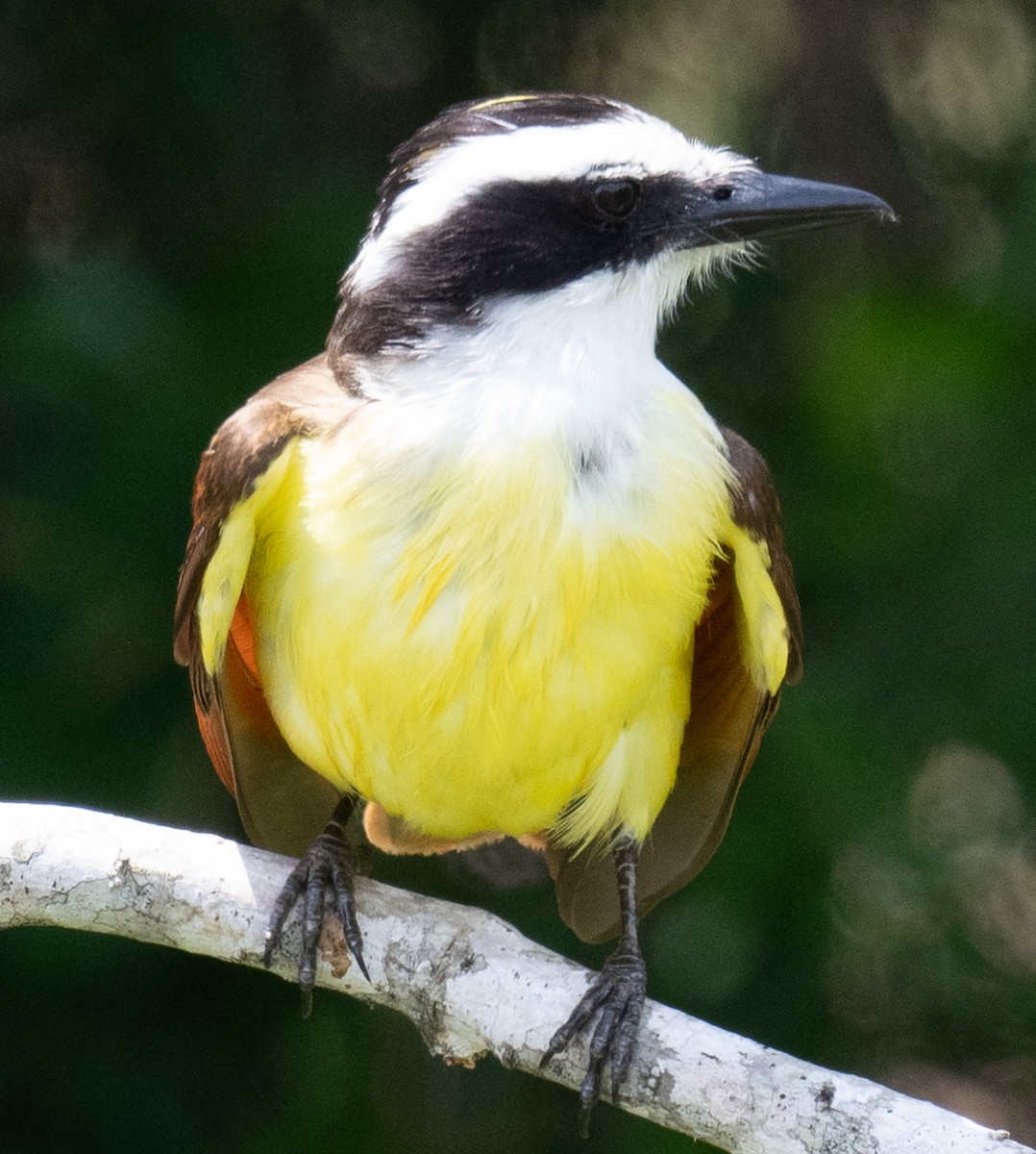 Great Kiskadee - ML634836744