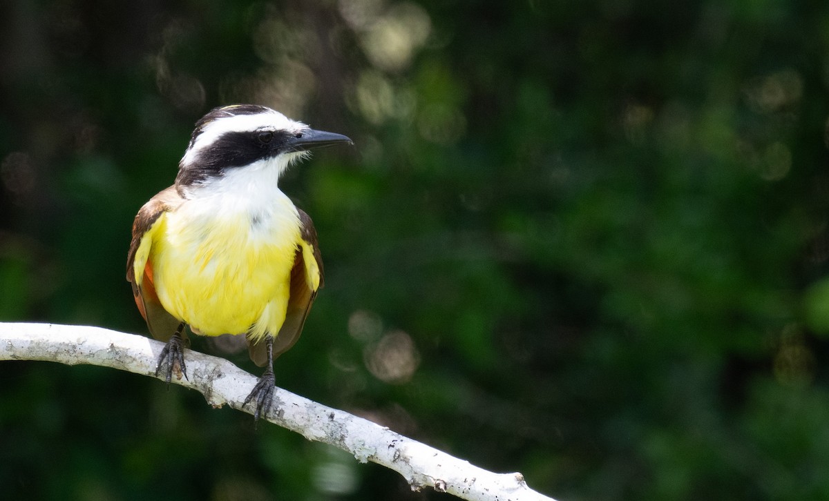 Great Kiskadee - ML634836745