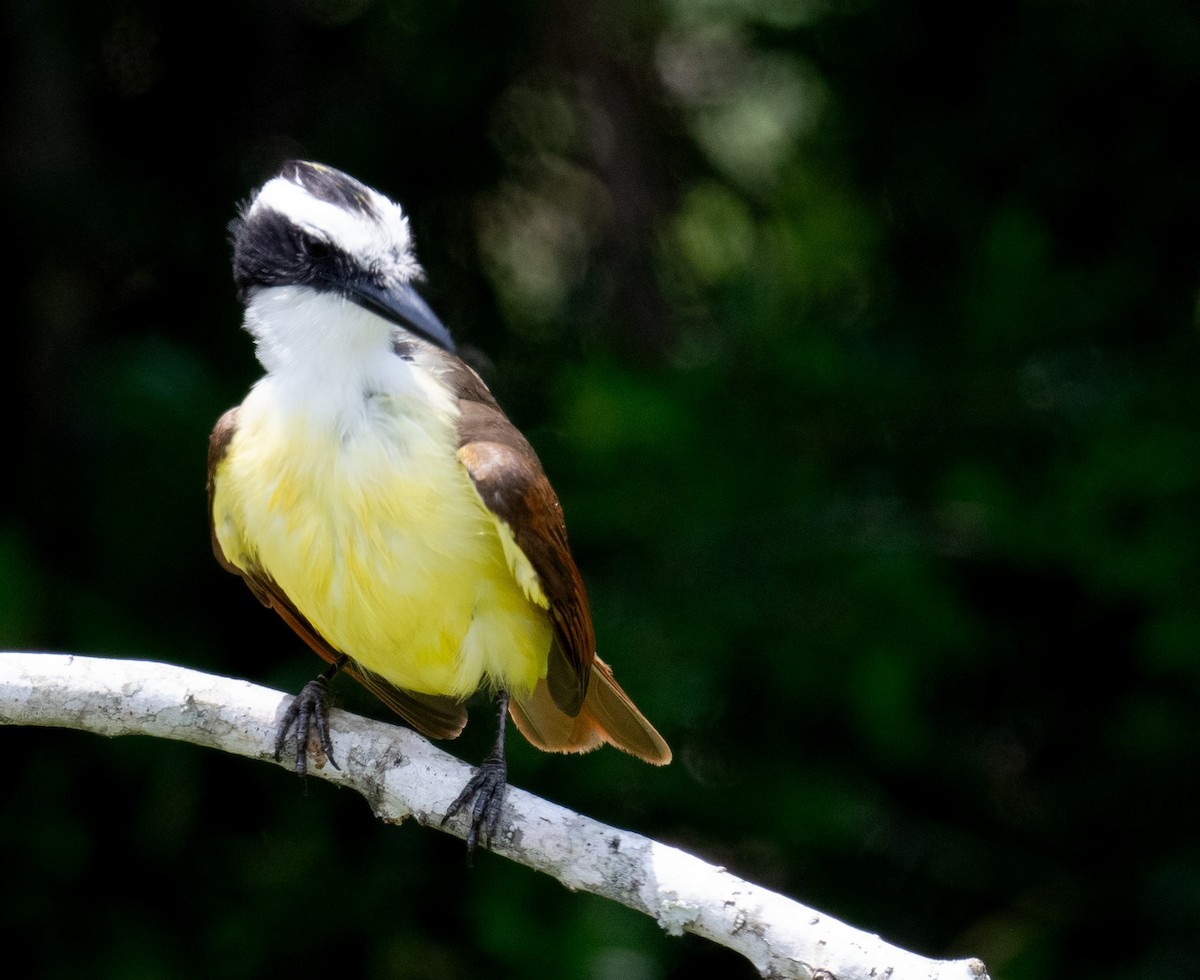 Great Kiskadee - ML634836746