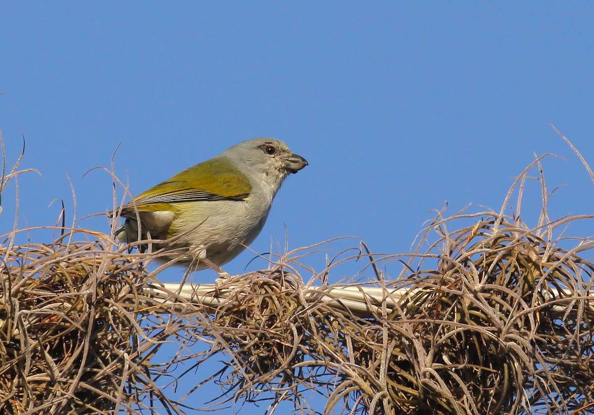 Jamaican Euphonia - ML634836896
