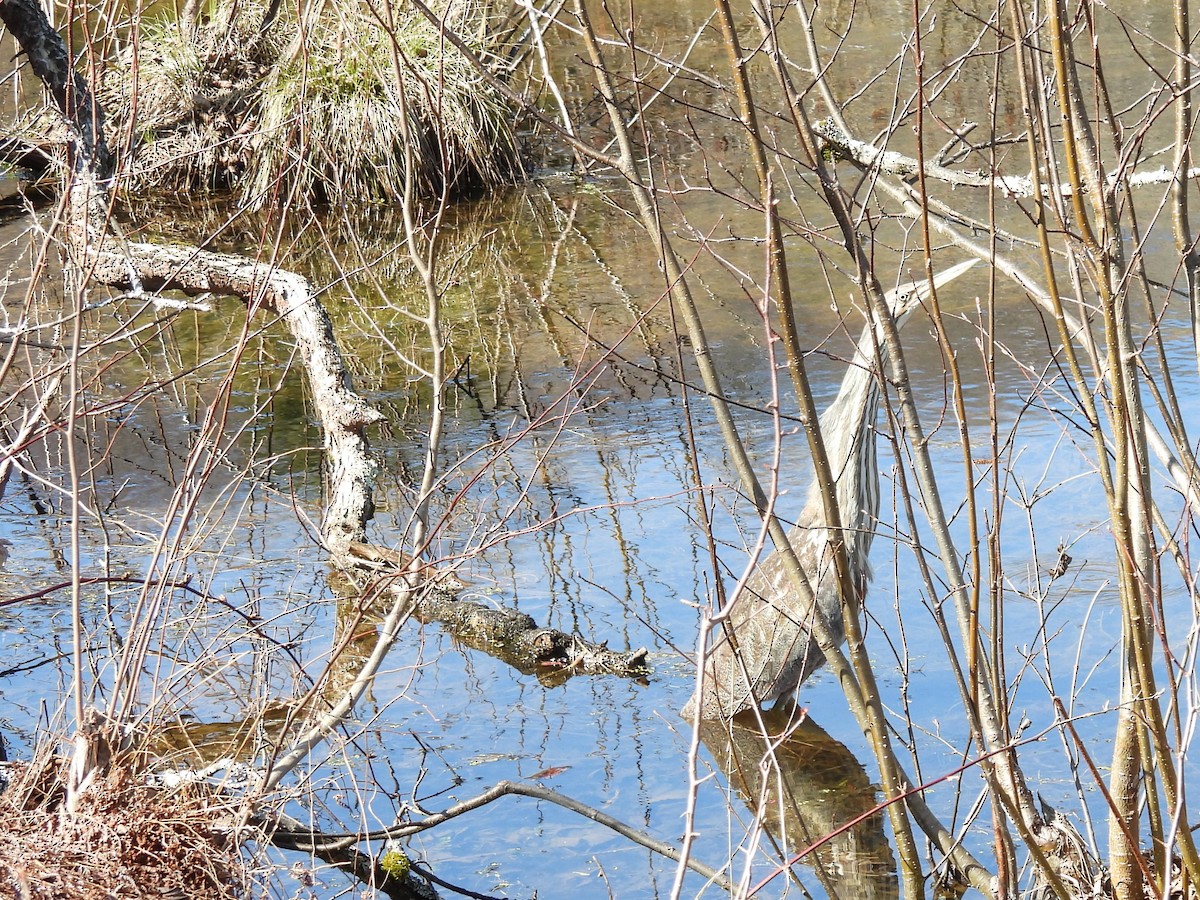 American Bittern - ML634836965