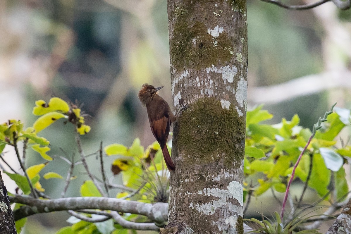 Tawny-winged Woodcreeper - ML634837035