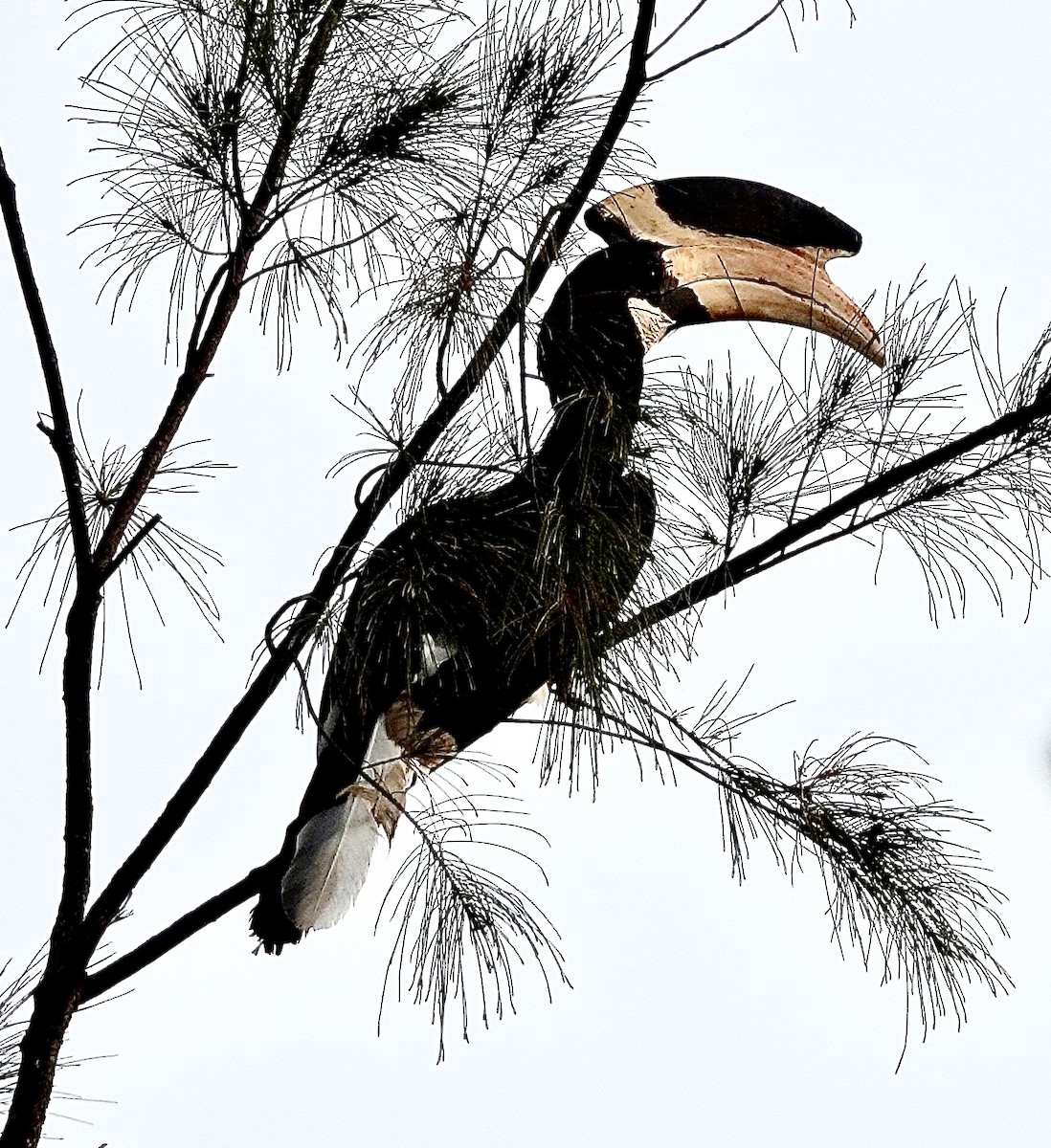 Malabar Pied-Hornbill - ML634837038