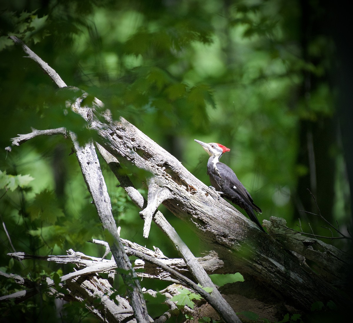 Pileated Woodpecker - ML634837057