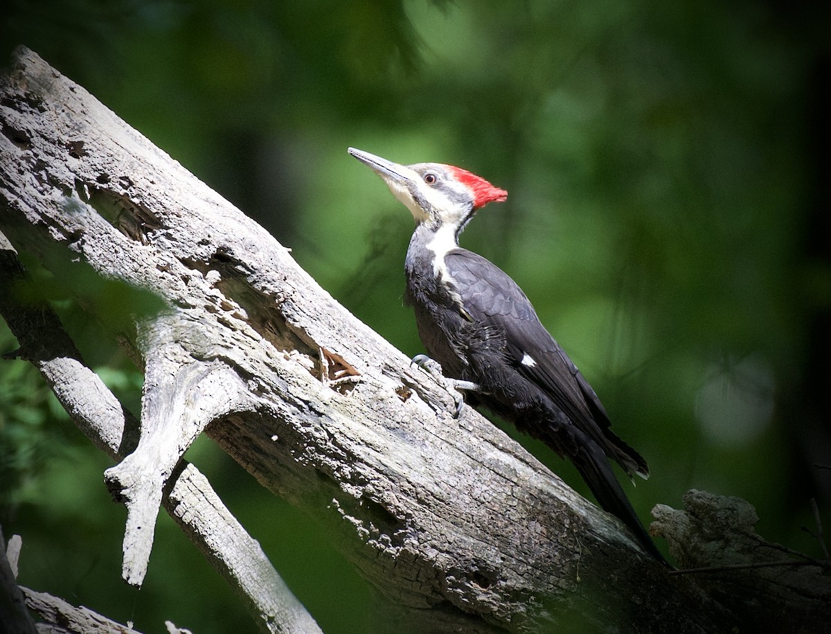 Pileated Woodpecker - ML634837058