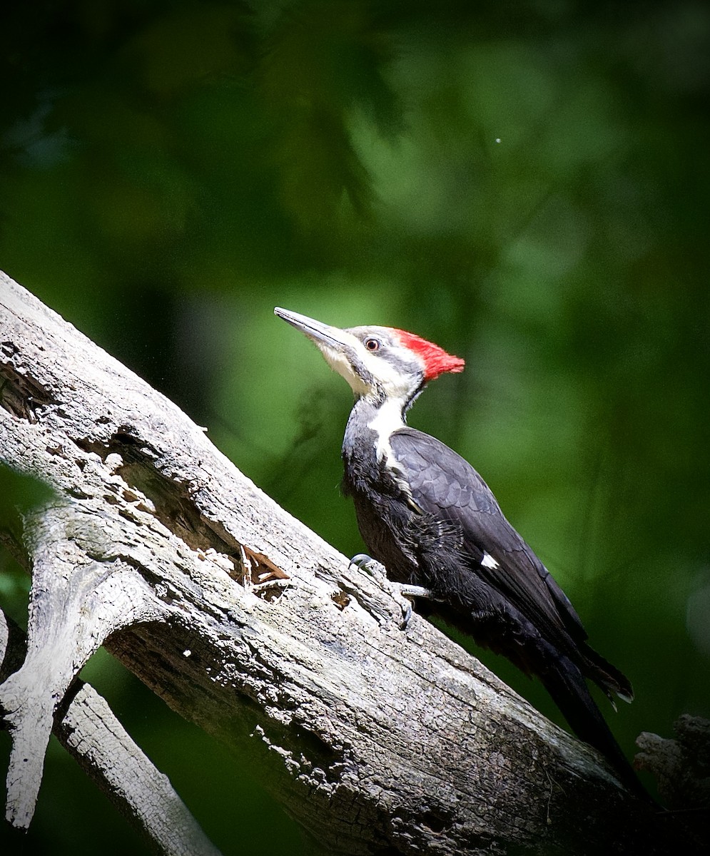 Pileated Woodpecker - ML634837059