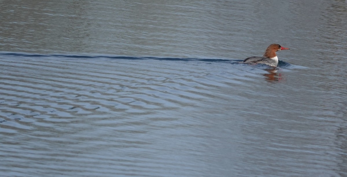 Common Merganser - ML634837089
