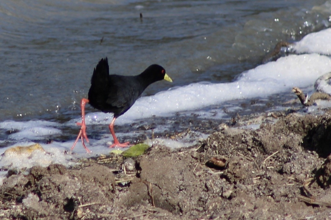 Black Crake - ML634837172