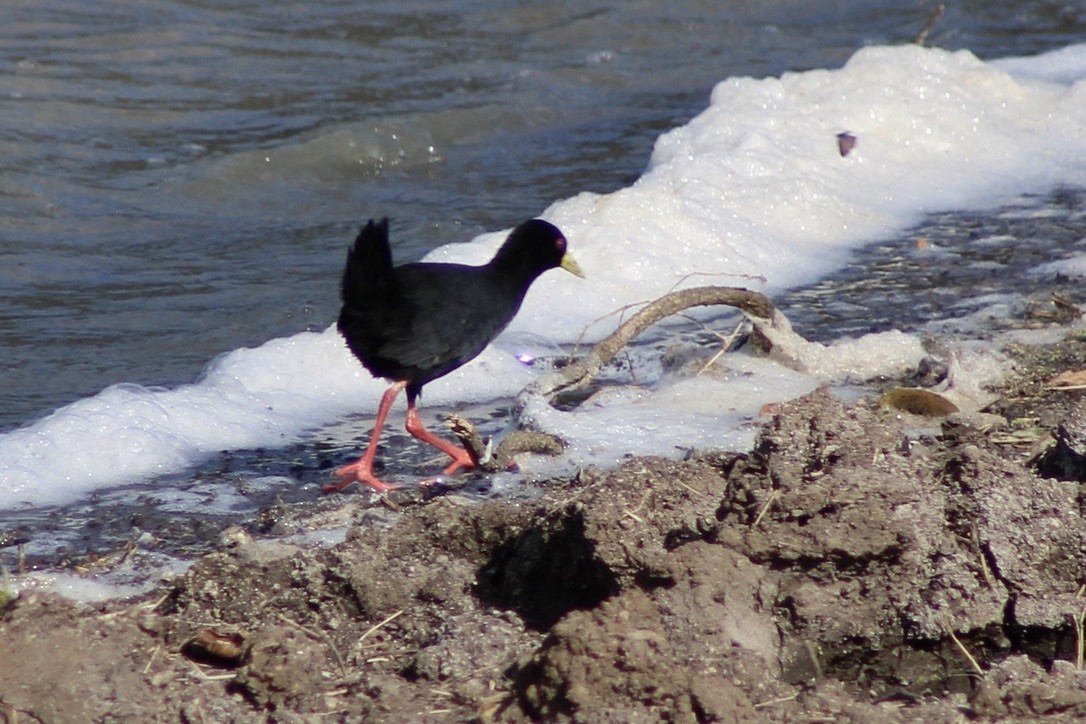 Black Crake - ML634837175