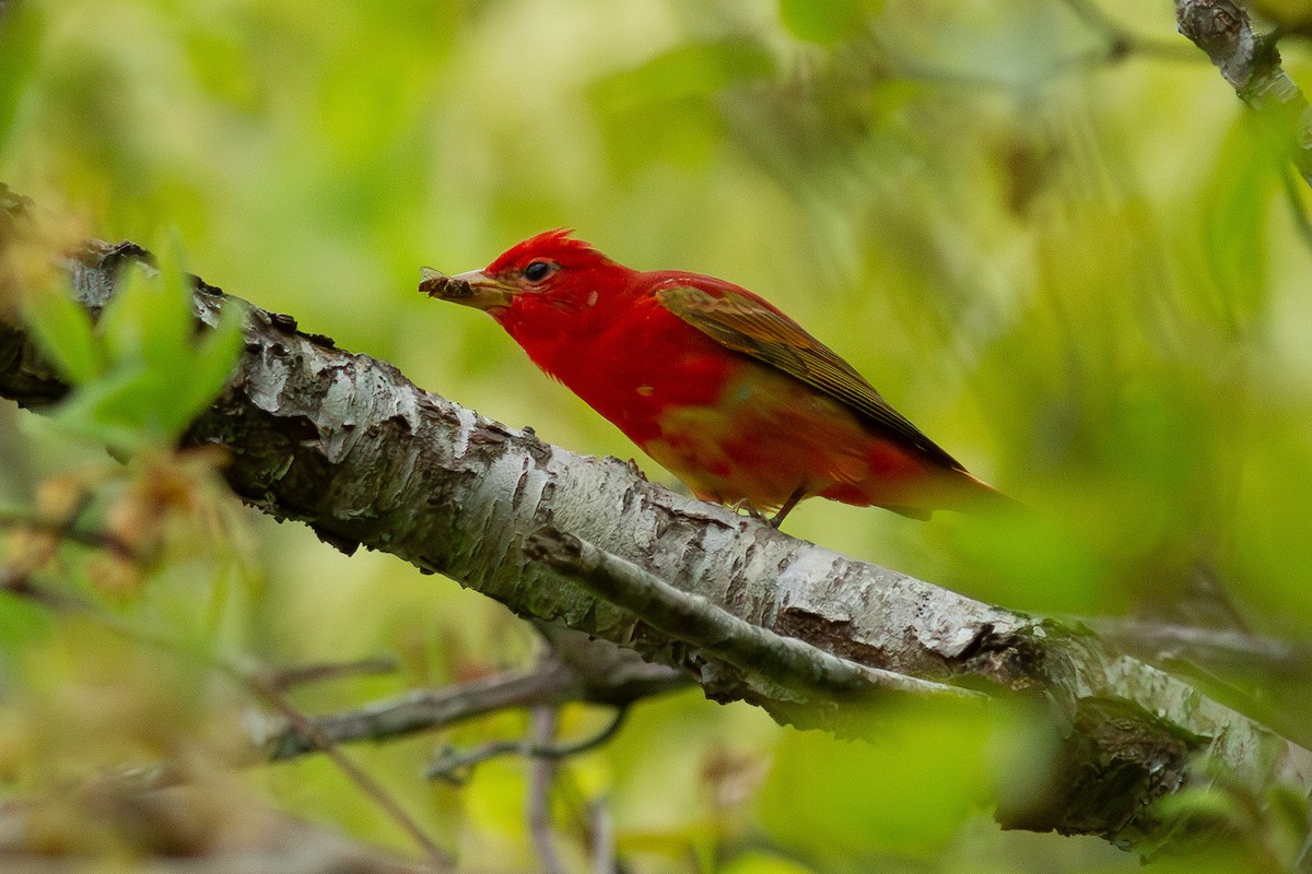 Piranga gorria - ML634837178