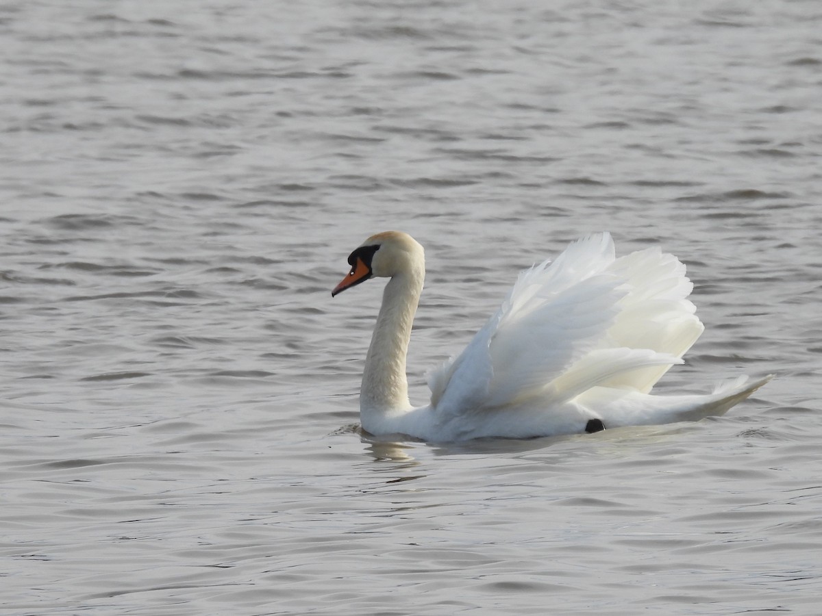 Mute Swan - ML634837210
