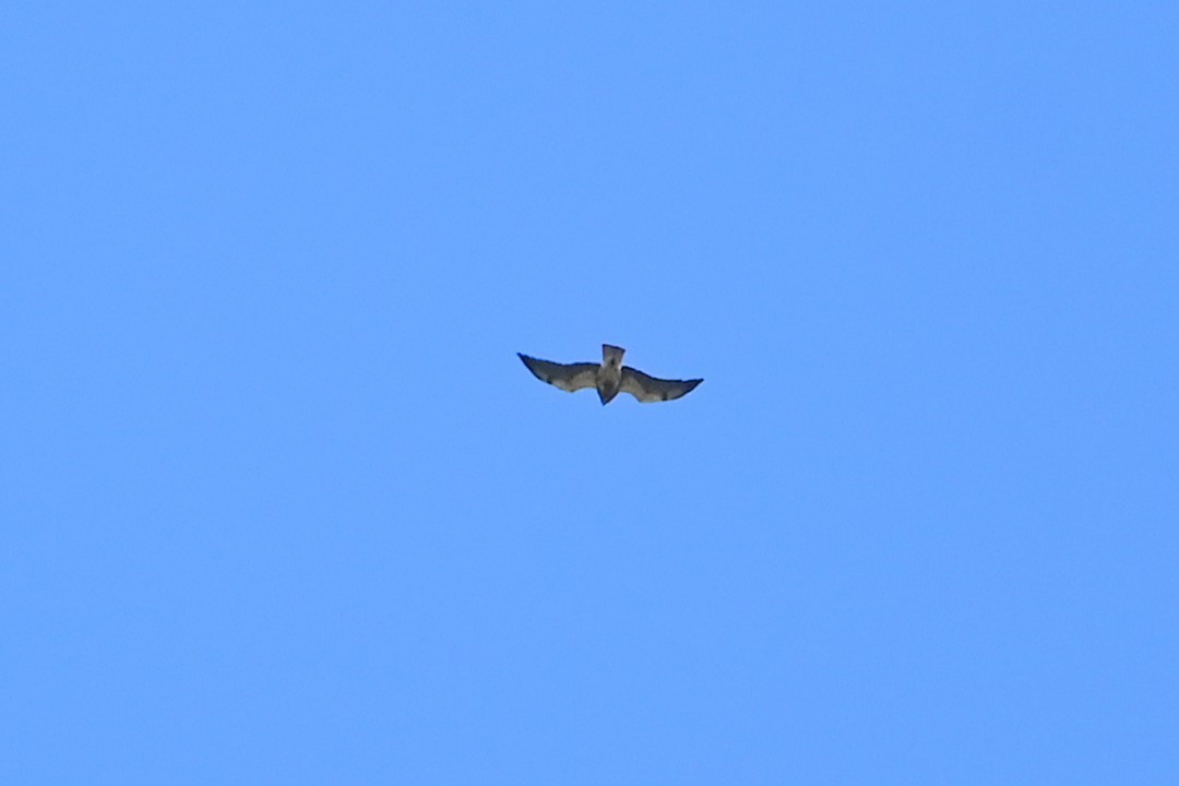 Swainson's Hawk - ML634837281