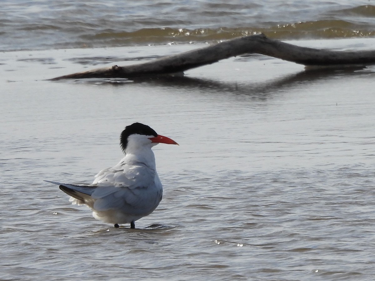 Caspian Tern - ML634837282