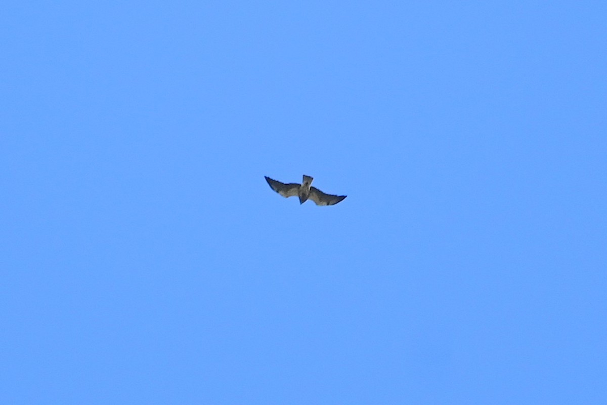 Swainson's Hawk - ML634837283