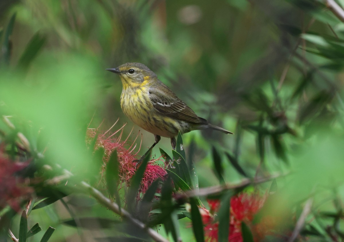 Cape May Warbler - ML634837306